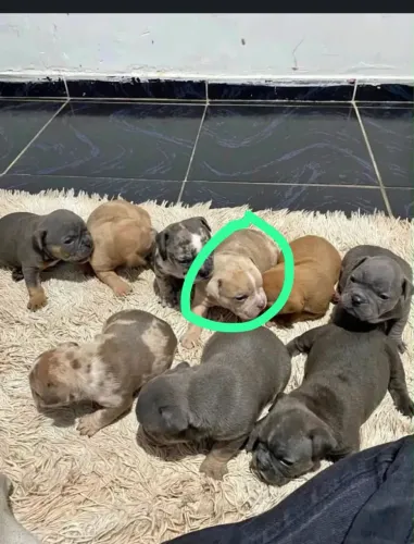 Cachorros