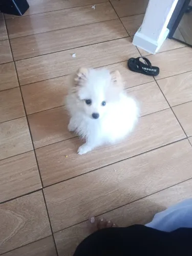 Cachorro ?