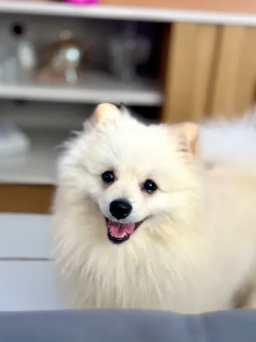 Lulu da pomerania 