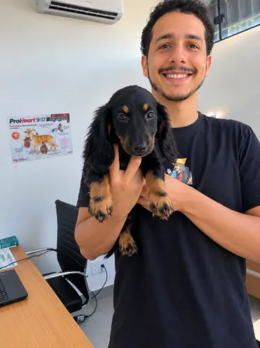 Filhote dachshund pelo longo com pedigree