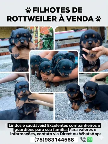 Filhotes de Rottweiler