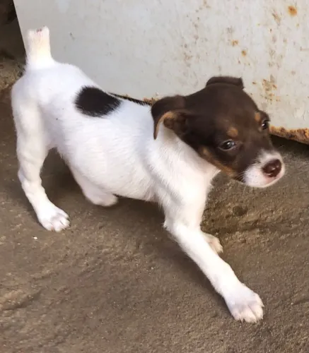 Vende cachorro Fox paulista srd