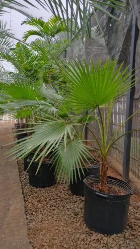 Palmeira Washingtonia