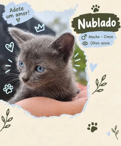 Gatinhos para adoção responsável