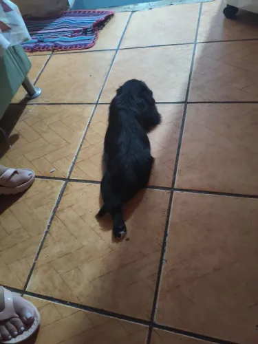 Doação de filhotes macho vai fazer 2 meses dia 28/09/26