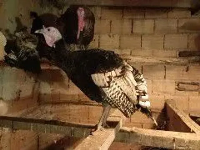 Perúa