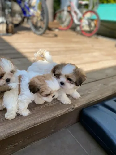 shih tzu lindos bb vermífugad0s e vacinados conforme a idade