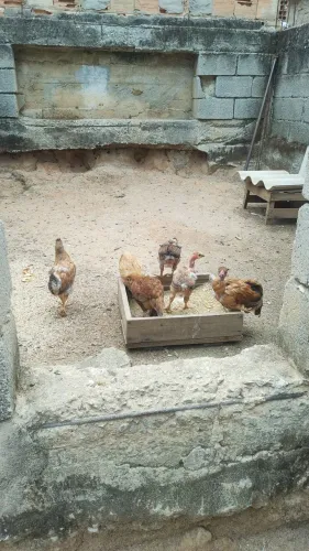 Pintinhos
