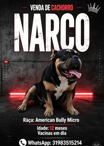 American bully
