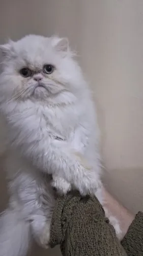 Lindo filhote de gato persa macho branco olhos azul puro.Parcelo.Entrego em Curitiba regia