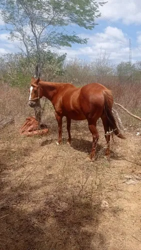 Egua 