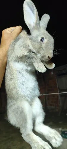 Coelhos com descendência de Flanders .