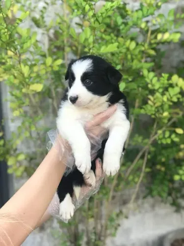 Border collie Blue Merle/red merle/preto e branco/chocolate