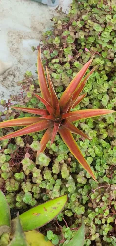 Planta bromélia ornamental