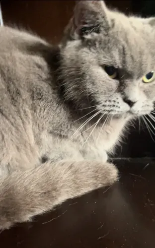 BRITISH SHORTHAIR FÊMEA cor BLUE lindíssima! Para companhia ou reprodução!