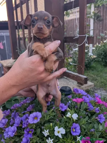 Pinscher/Pincher Baby Saudável Macho e Fêmea Vacinados com Garantias