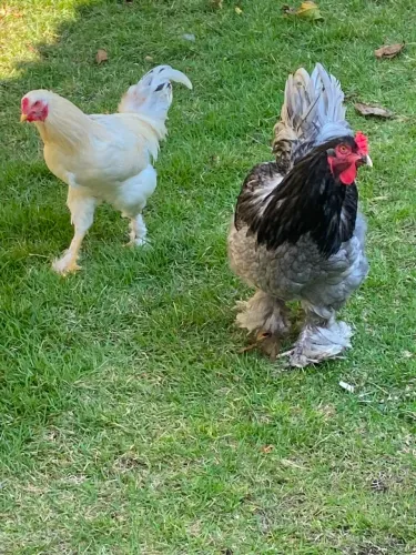 2 galos bramas lindos
