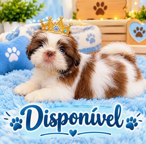 Shih tzu