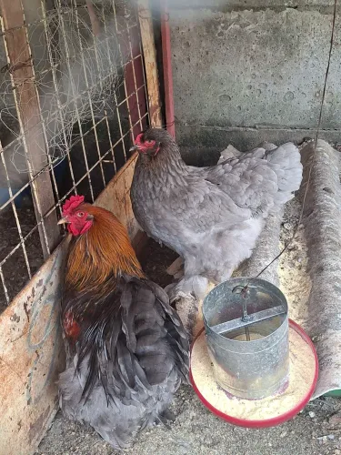 Casal de Galinha Brahma blue