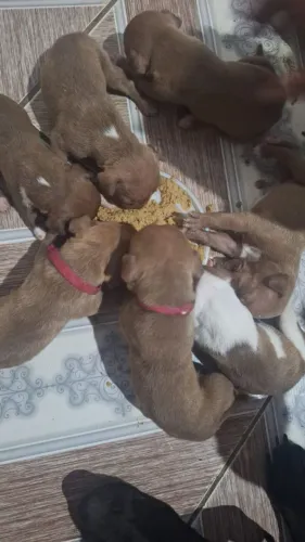 Pitbull tem pedigree pai e mãe