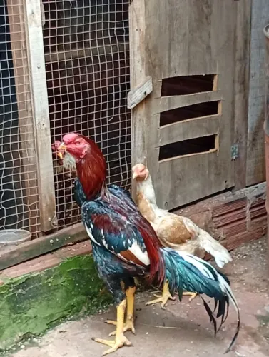 Galo indio novo
