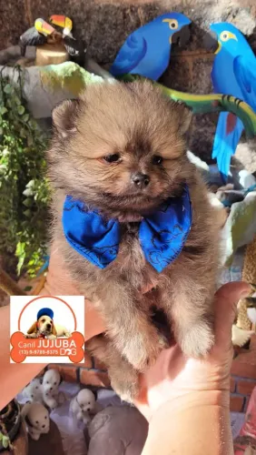 Lulus da pomerania, lindos ursinhos