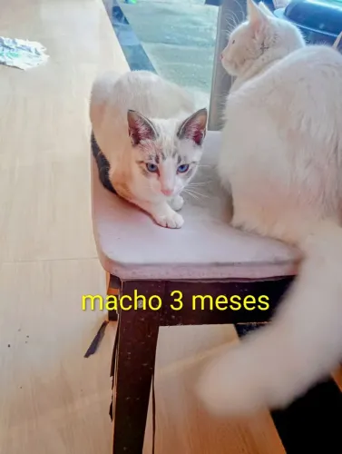 GATOS FILHOTES PARA ADOÇÃO RESPONSÁVEL