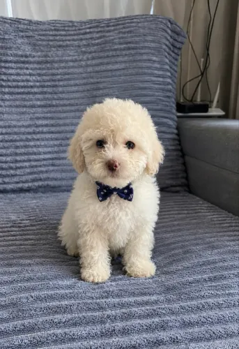 Filhotes Poodle