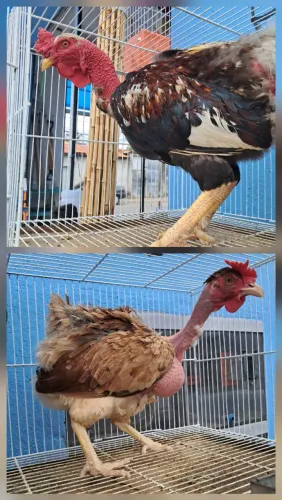 Casal de sura pescoço pelado