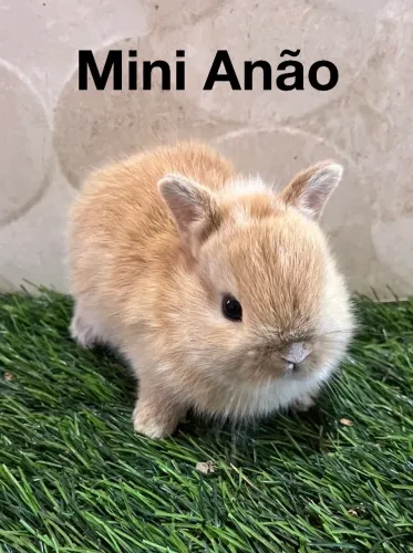Mini coelhos 