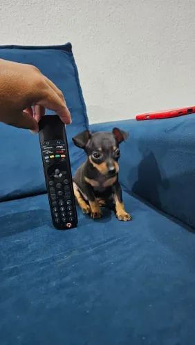 Filhote de pinscher fêmea
