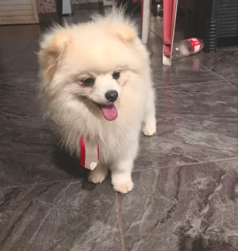 Spitz alemão macho para cruza 