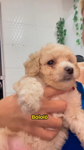 Vende-se filhote de poodle 800,00