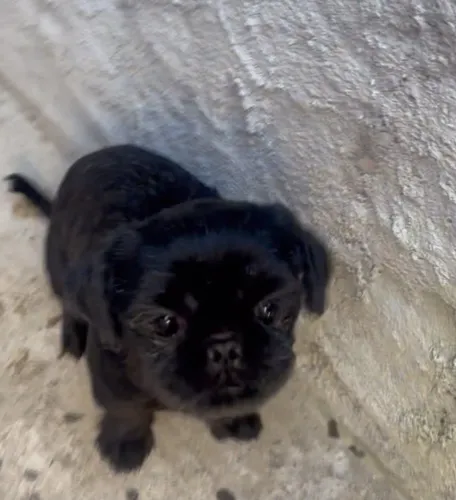 Shitzu micro Macho Black 1 ano (super docil)