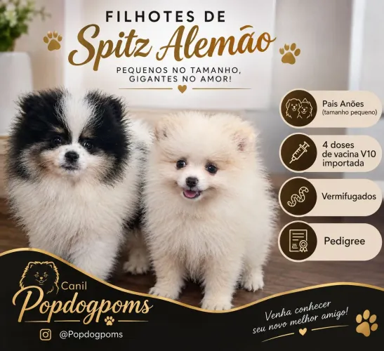 Spitz Alemão MACHOS