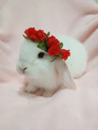 Coelhinho Mini Lop