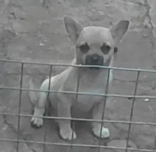 Chihuahua