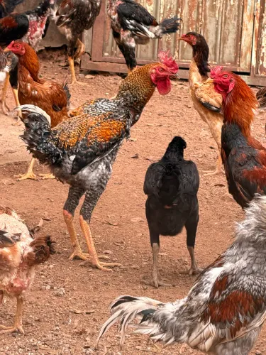 Frangos caipiras gigante criado milho e pasto