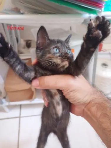 Gatinhos Filhotes para Adoção Responsável - Lindos e Carinhosos!