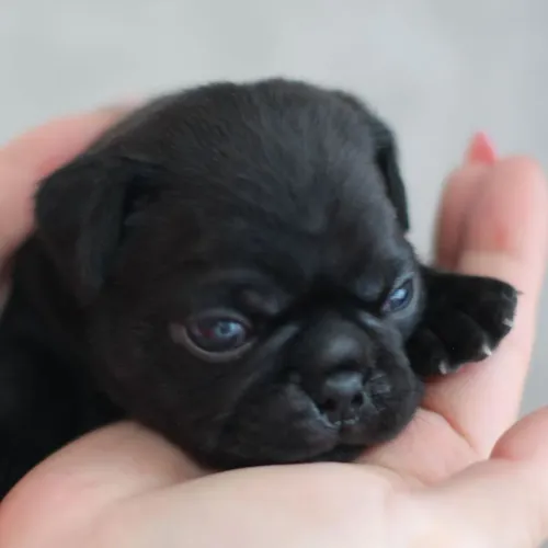 Pug / O companheiro pefeito