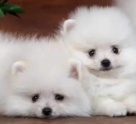 Fêmea e Macho lulus da Pomerânia branco neve