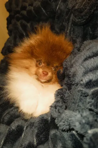 Spitz Alemão/Lulu da Pomerania @canil_southparadise