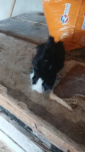 Porquinho da Índia