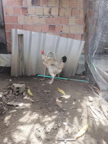 Vendo franga 