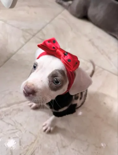 FILHOTE DE AMERICAN BULLY 1200 reais 