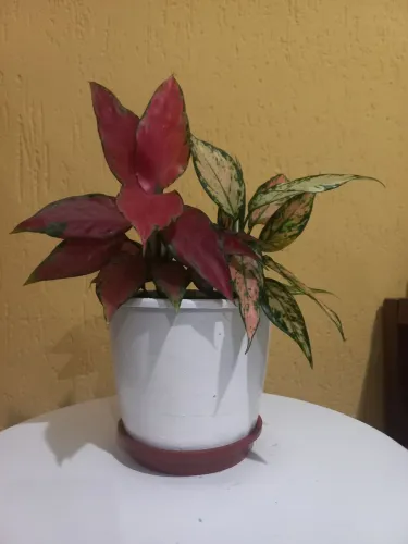 Planta lindax