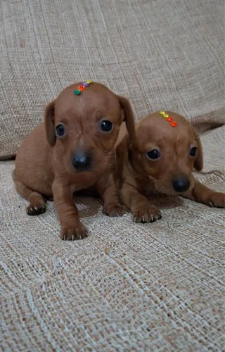 Pinscher | Filhotes Criados com Carinho e Responsabilidade