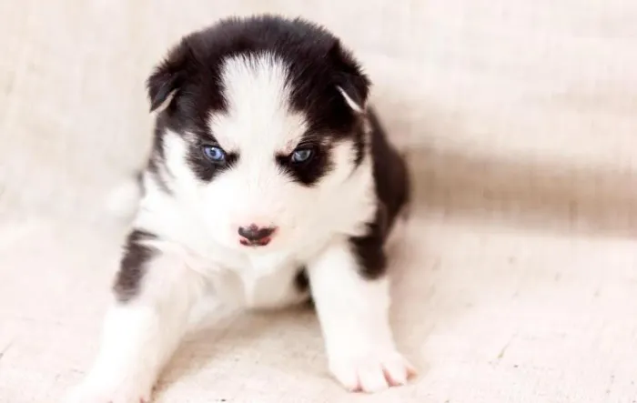 Husky siberiano