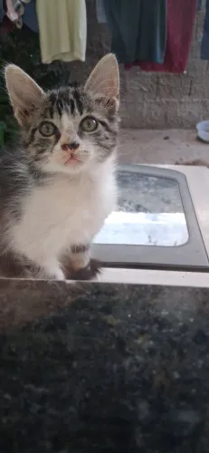 Gata Fêmea para Doação