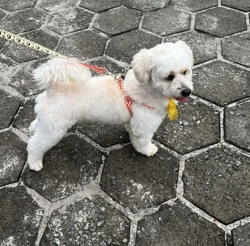 Cachorro para cruzar